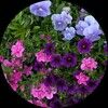 porchflowers